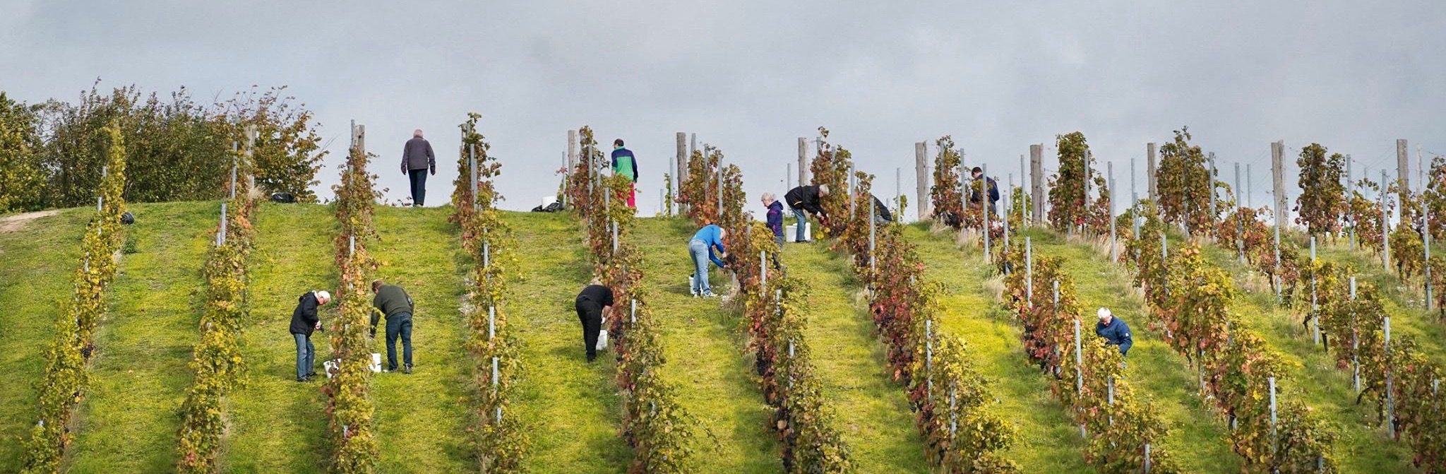 Frivillige høster vindruer på Garbolund